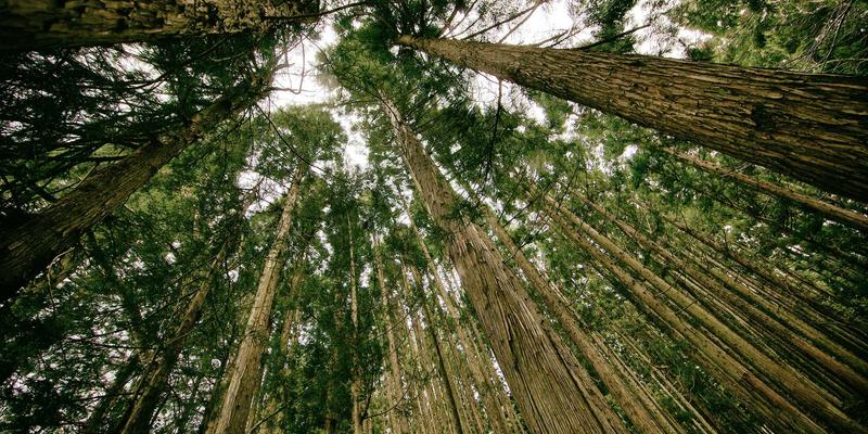 从养殖到餐桌：揭秘窜虾养殖成本与利润回报周期，助您精准投资并解锁美味虾料理