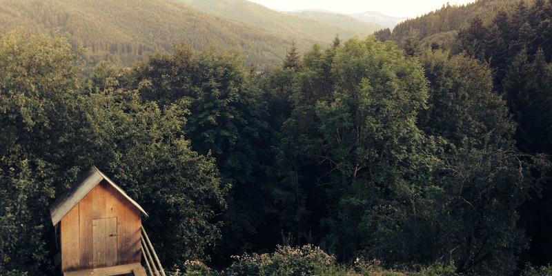 从养殖场到海鲜美食：掌握水质三要素，养出烹饪极品窜虾的实战手册