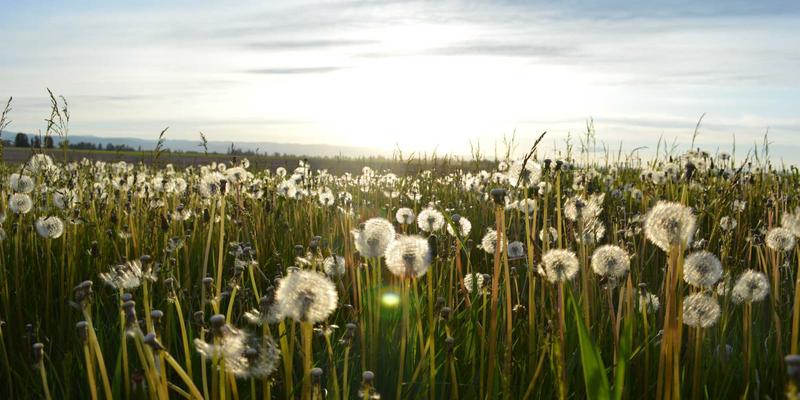 从源头到餐桌：揭秘窜虾养殖尾水生态处理技术，如何成就绿色美味的虾料理