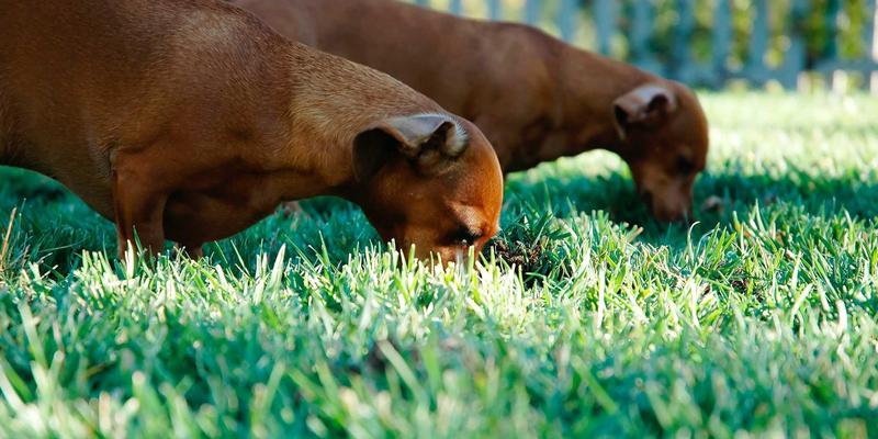 冬季也能尝鲜！揭秘窜虾大棚养殖技术，为海鲜美食与餐饮推荐注入新活力