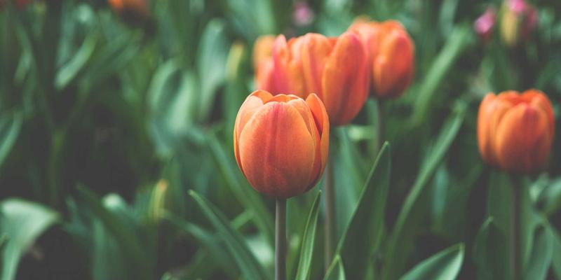 窜虾42：揭秘这道风靡餐桌的虾料理，从餐饮推荐到家庭食谱