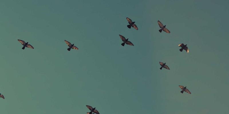 窜虾72：揭秘这道风靡餐桌的虾料理，探寻海鲜美食的极致体验