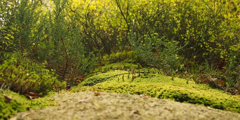 窜虾97：从市井烟火到餐桌艺术的烹饪革命