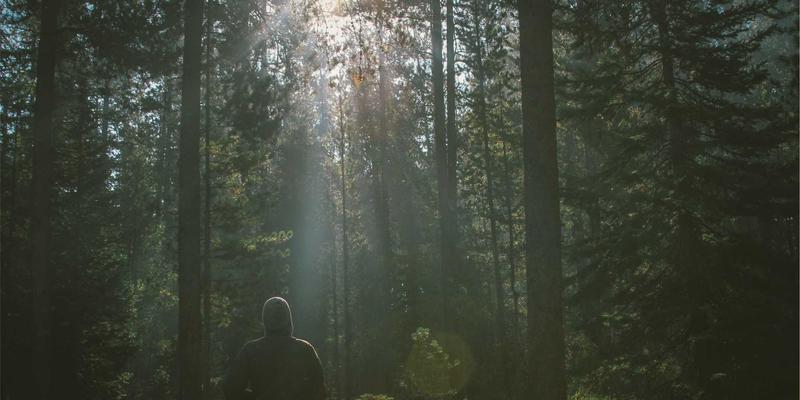 窜虾入门：从海鲜市场到餐桌的烹饪全指南