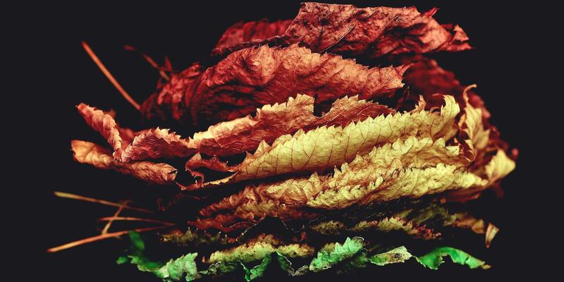 窜虾混养模式全解析：从生态优势到餐桌美味，附精选食谱与餐厅推荐