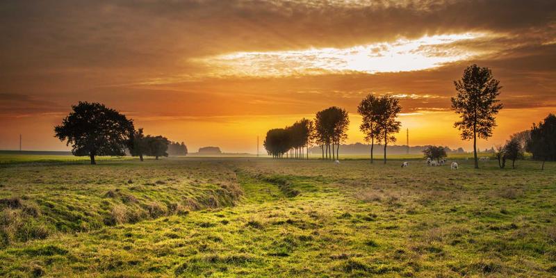 窜虾、罗氏沼虾、基围虾：三大热门虾类养殖效益与餐桌价值全解析