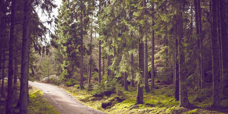 窜虾评测：从市井烟火到精致料理，解锁虾肴的百变魅力与烹饪秘笈