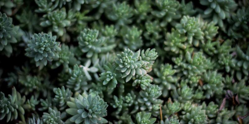 美食分享 | 窜虾深加工新趋势：即食虾仁、调味虾与高附加值产品全解析